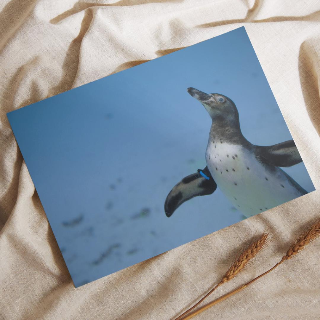 Penguin Photography Print. Animal, Wildlife Photography Unframed Print