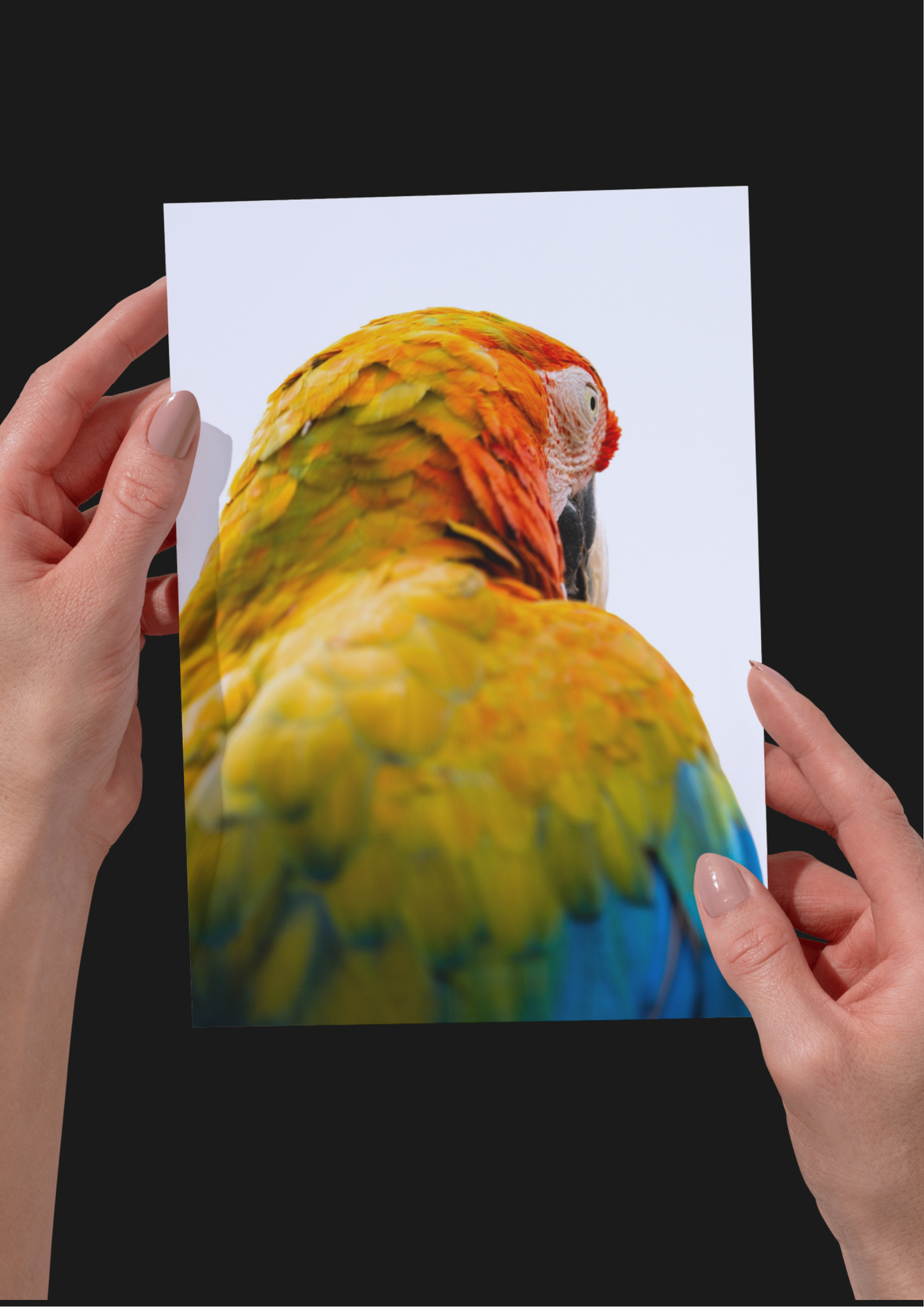 BUNDLE X4 Parrot Wildlife Print, Nature, Photography, Colourful Photographic Print