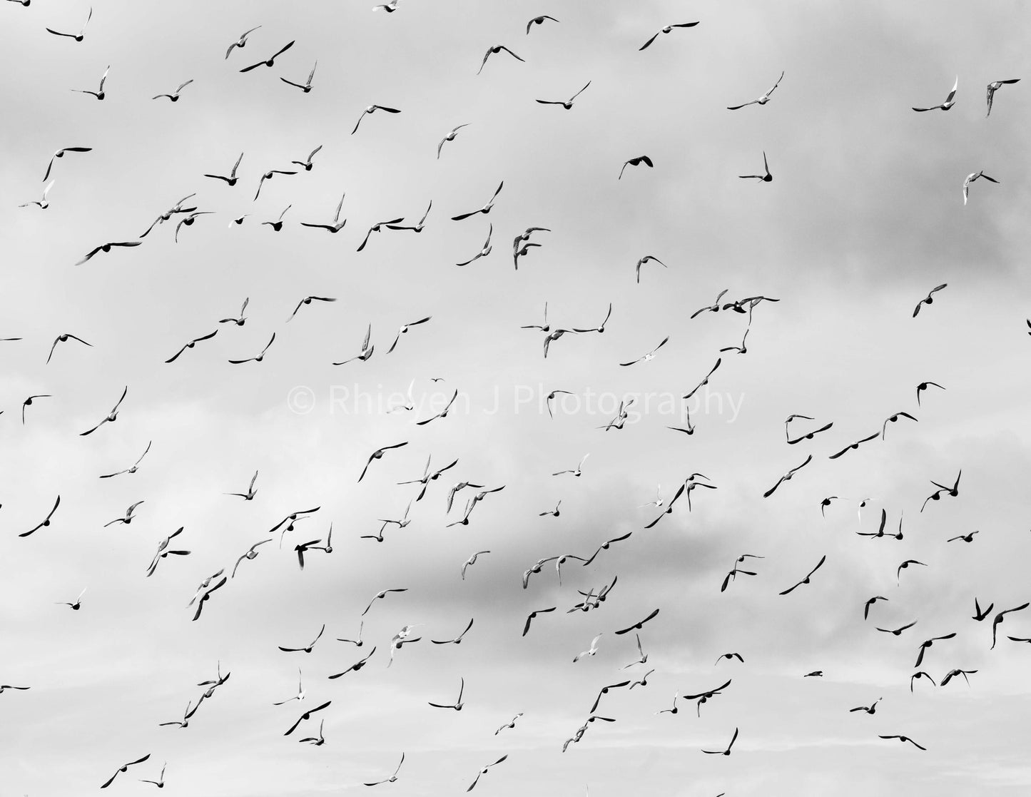 Birds Fridge Magnet, Flying Birds. Black and White Photography. 6" x 4" High Quality Easy Fridge Magnet