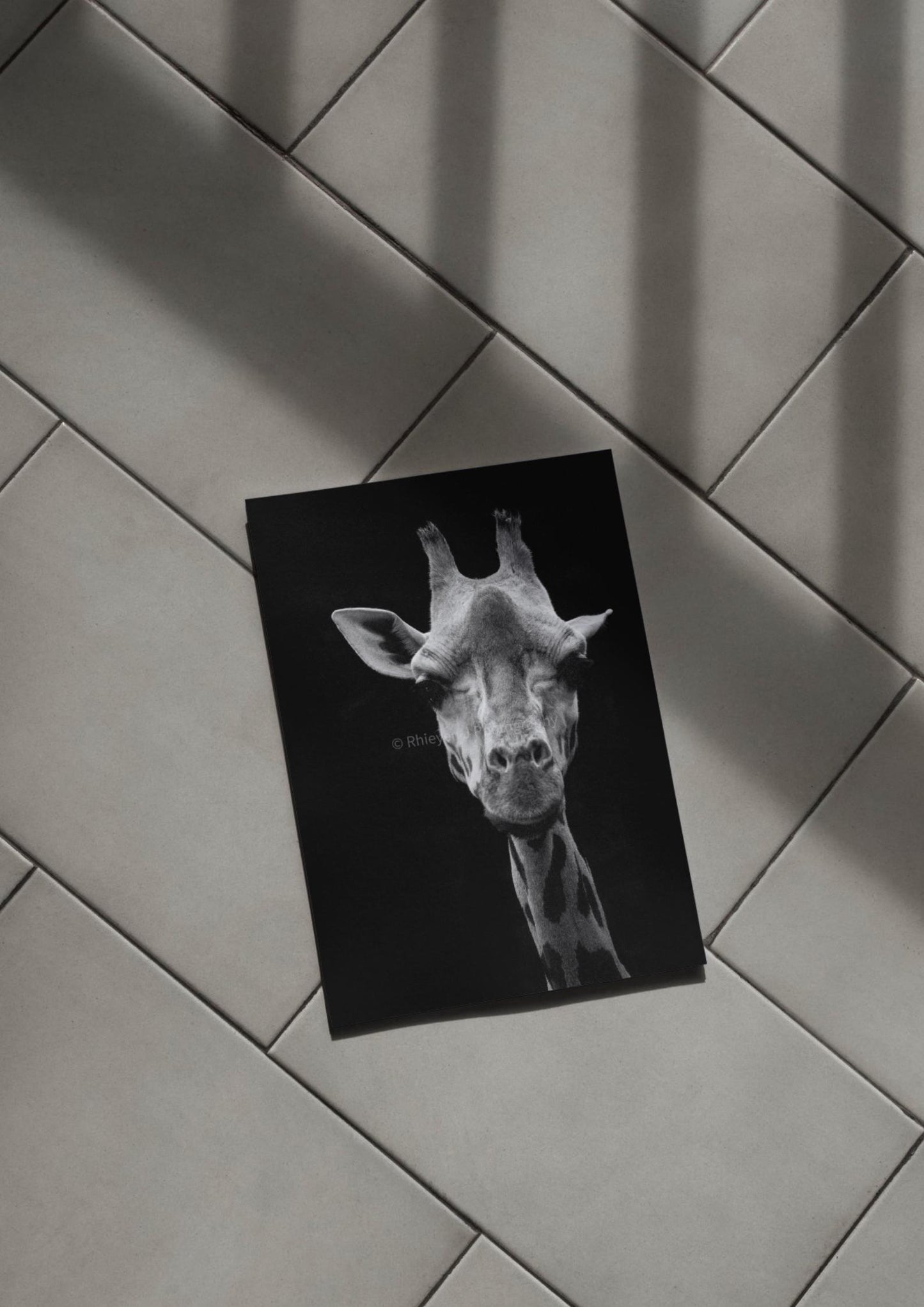 Giraffe Photography Print, Black and White, Animal Unframed Photography Print