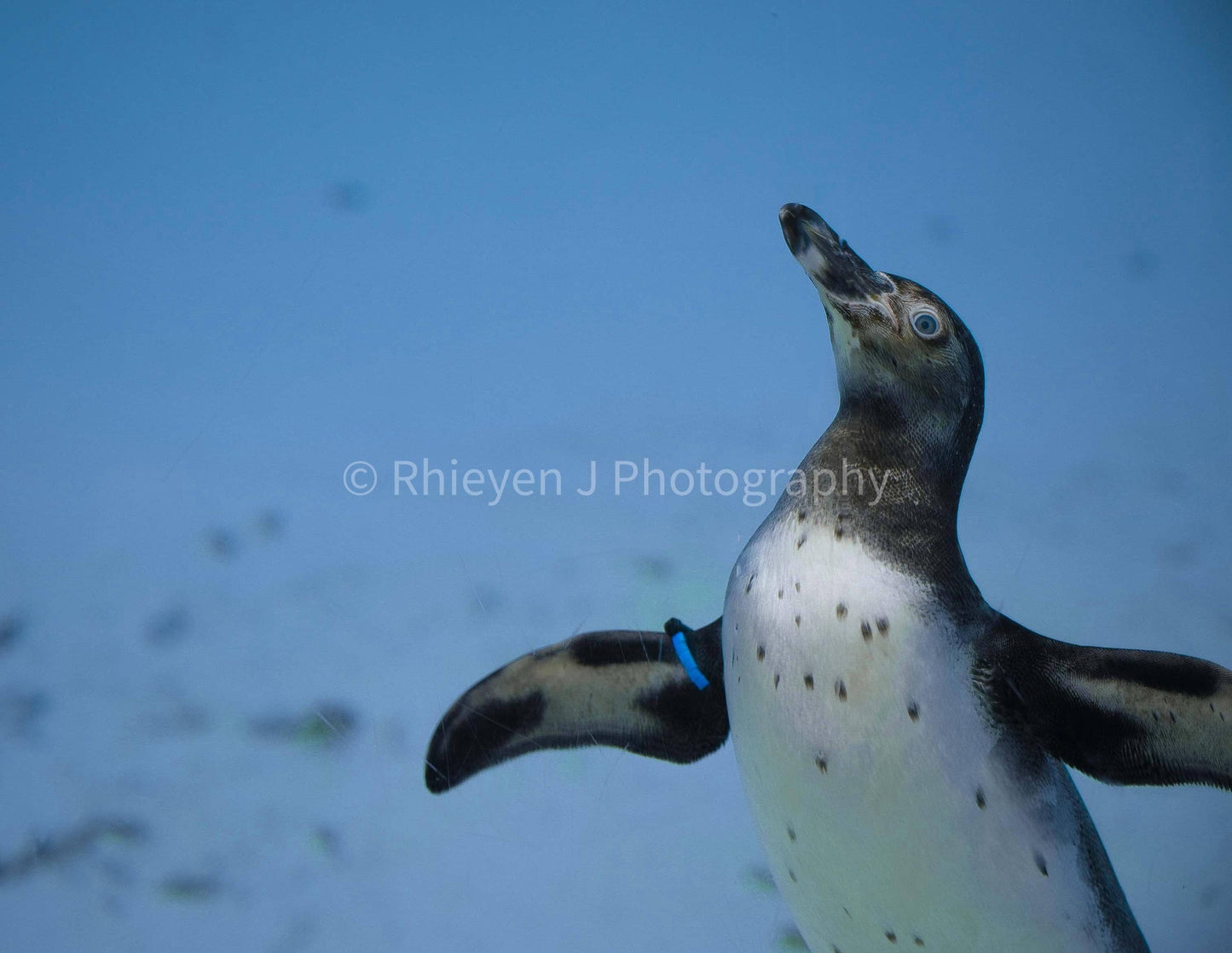 Penguin Fridge Magnet. Ocean Photography. 6" x 4" High Quality Easy Fridge Magnet