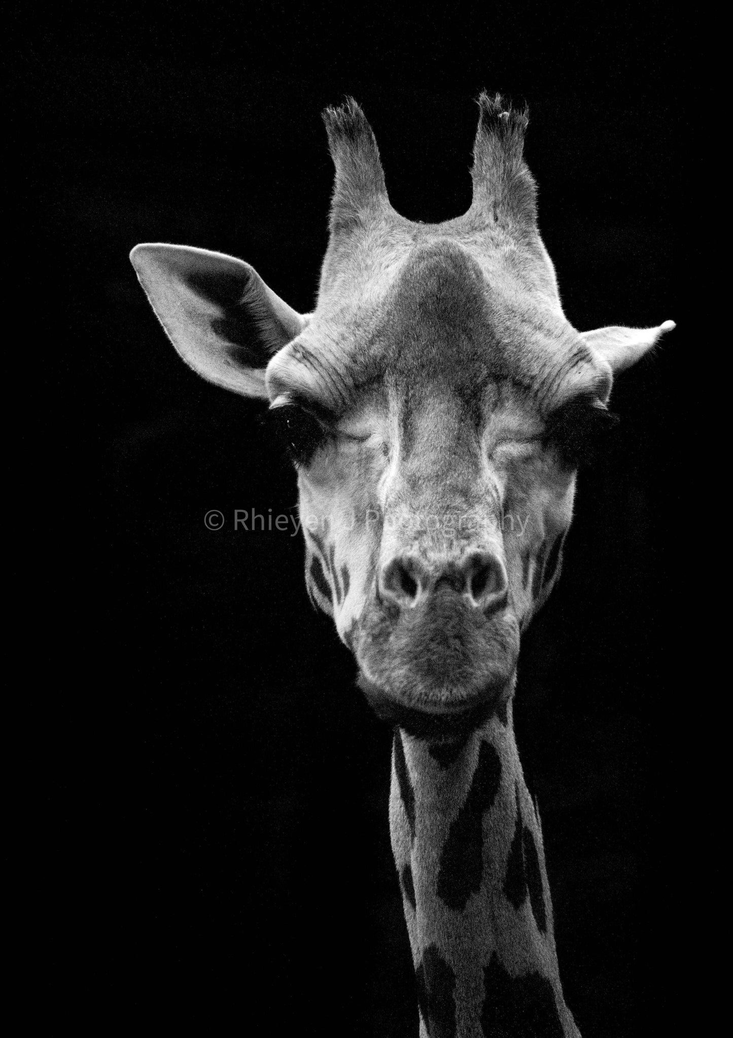 Giraffe Photography Print, Black and White, Animal Unframed Photography Print