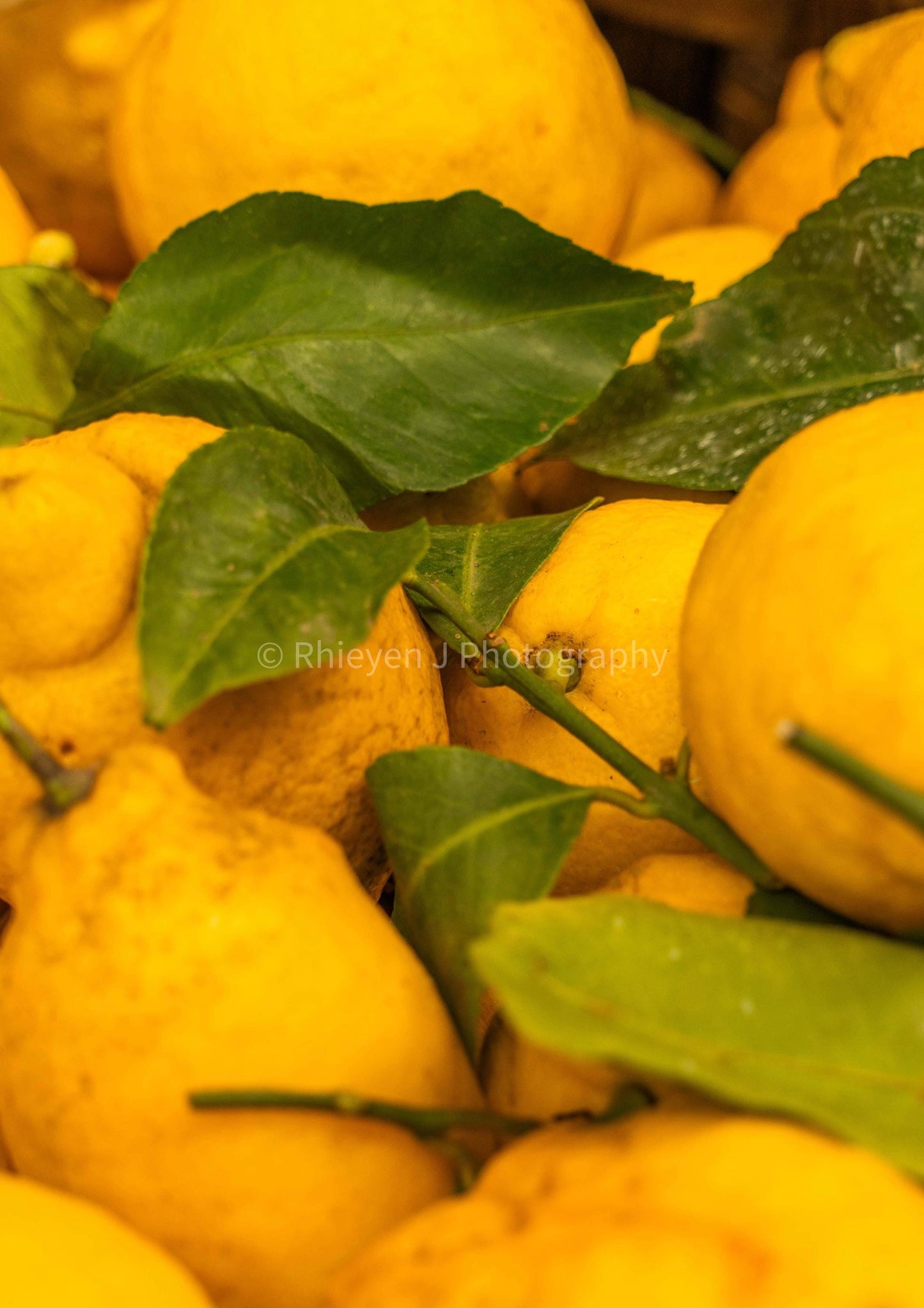 Lemons, Limincello Photography Print, Unframed Italian Print