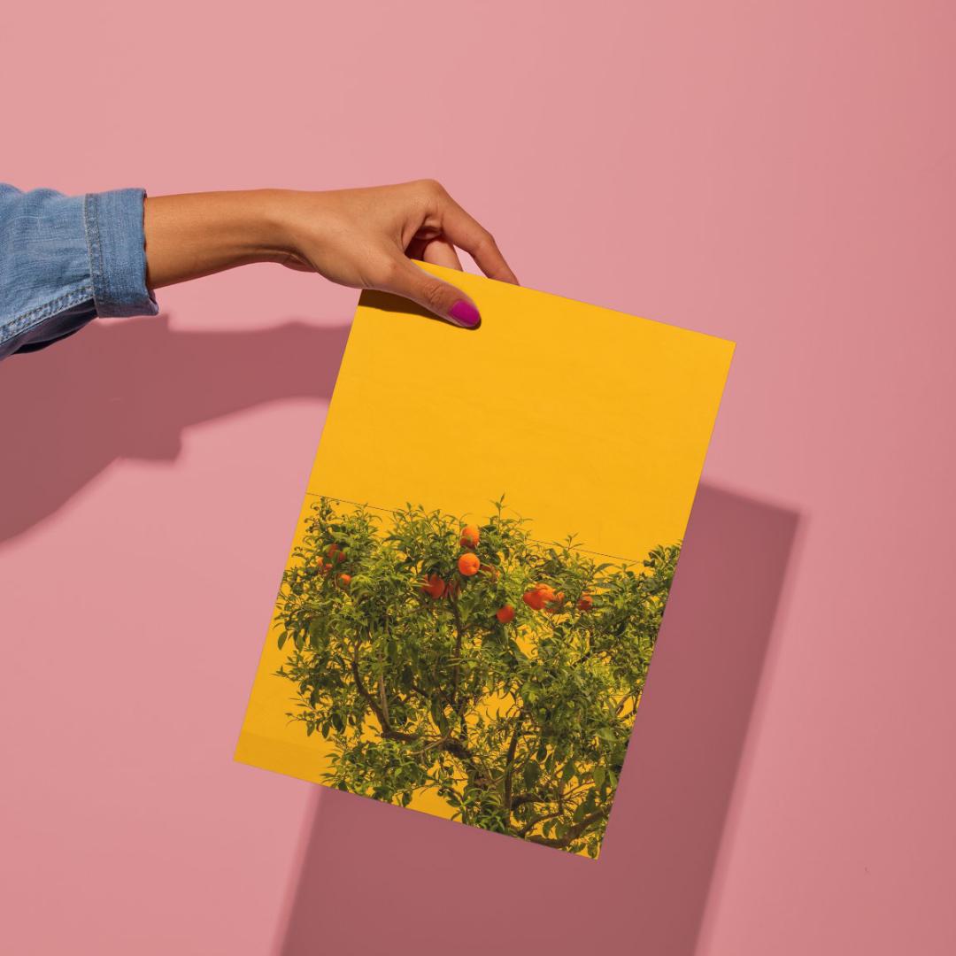 Italian Lemon and Orange Trees. Sorrento, Photography Print Unframed