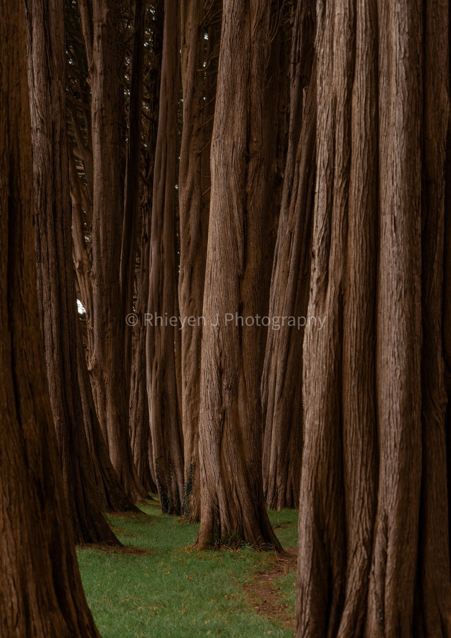 Woodland Print, Nature, Unframed Photography Print.