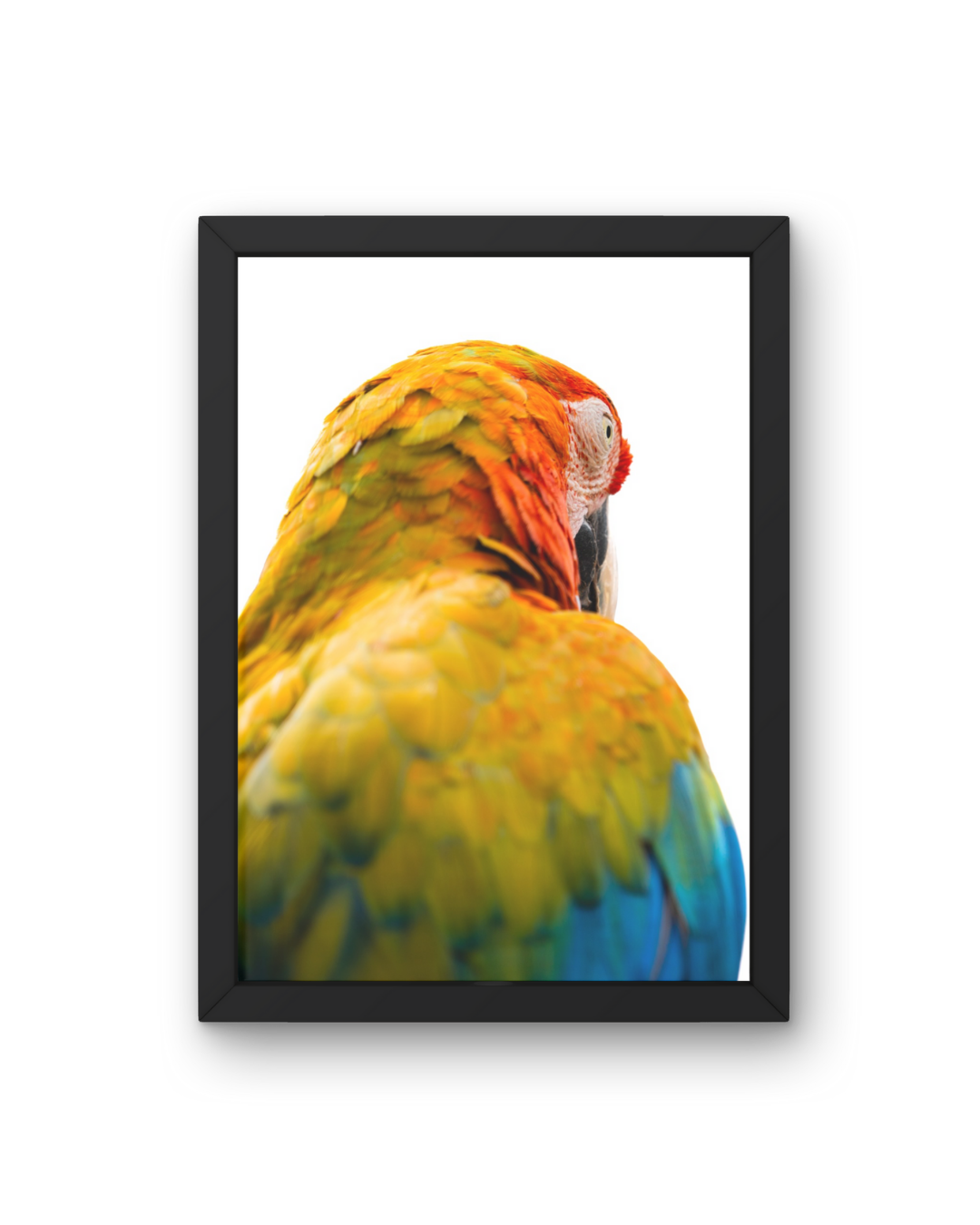 Close-Up Parrot Wildlife Print, Nature, Photography, Colourful Photographic Print