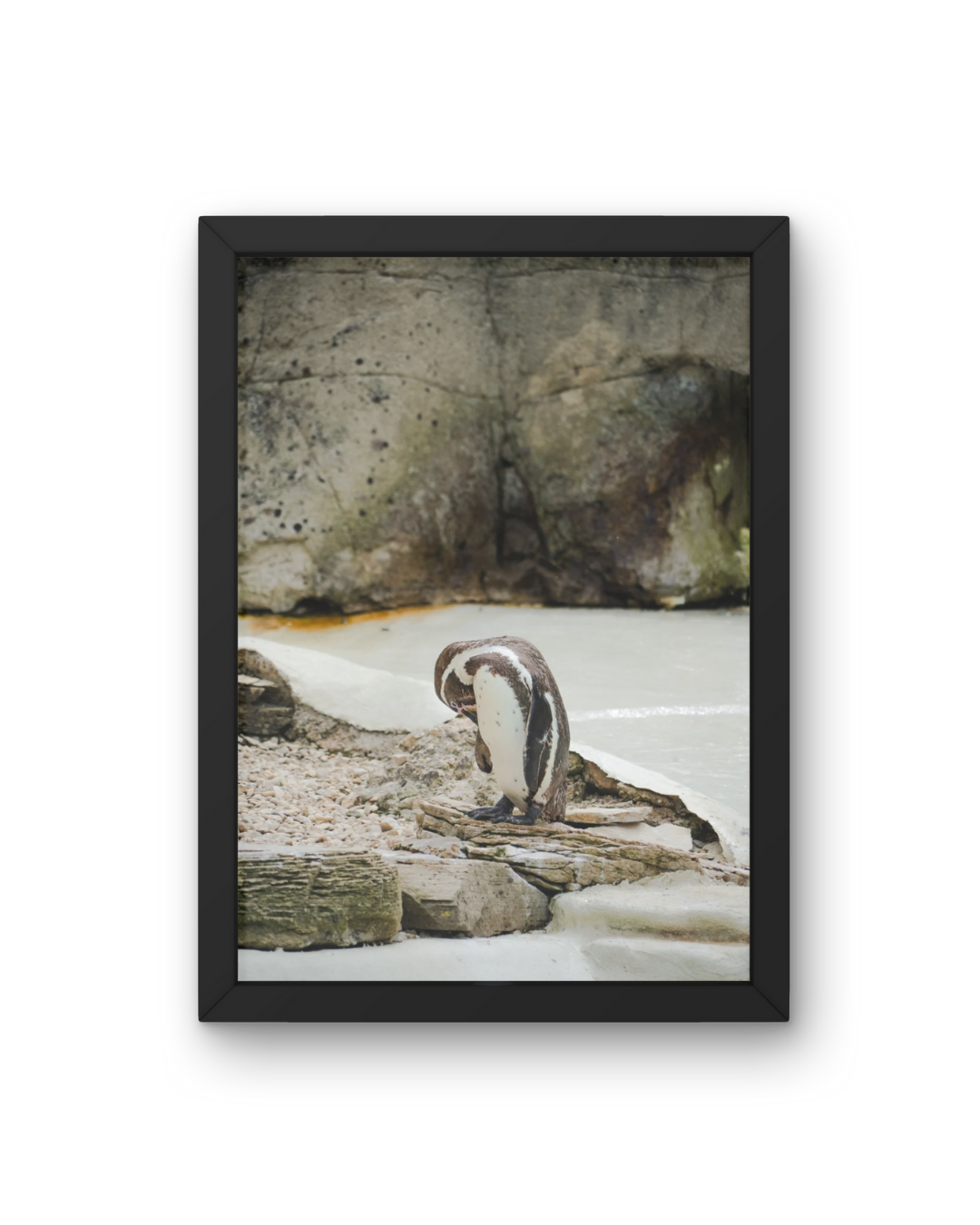 Penguin Wildlife Print, Nature, Photography, Photographic Print
