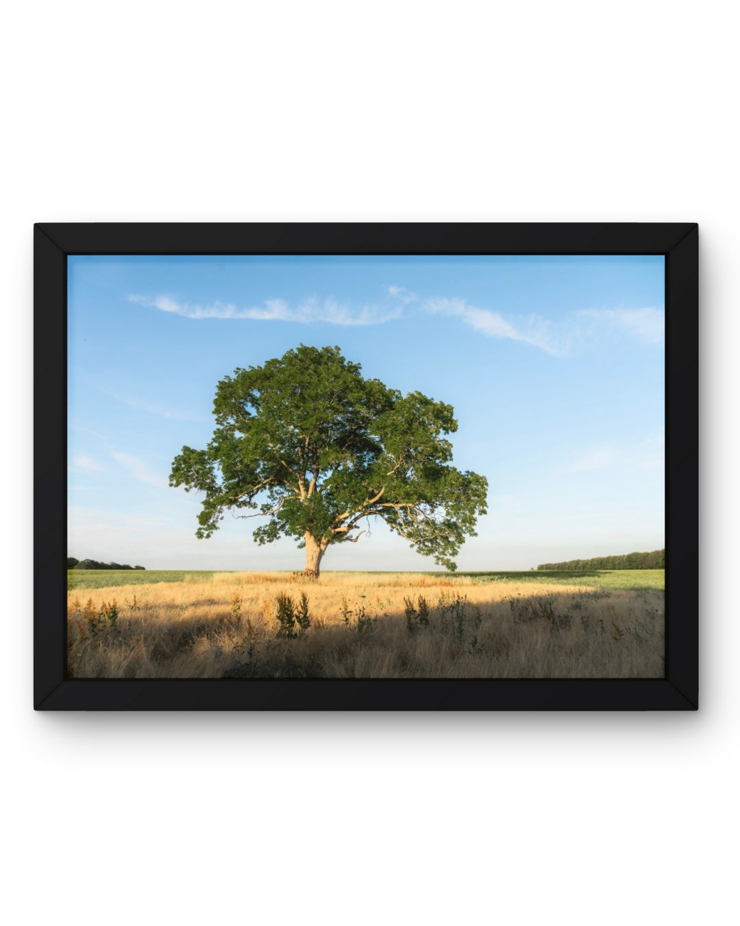 Cotswolds Lonely Tree Landscape, Nature & Wildlife, Unframed Photography Print