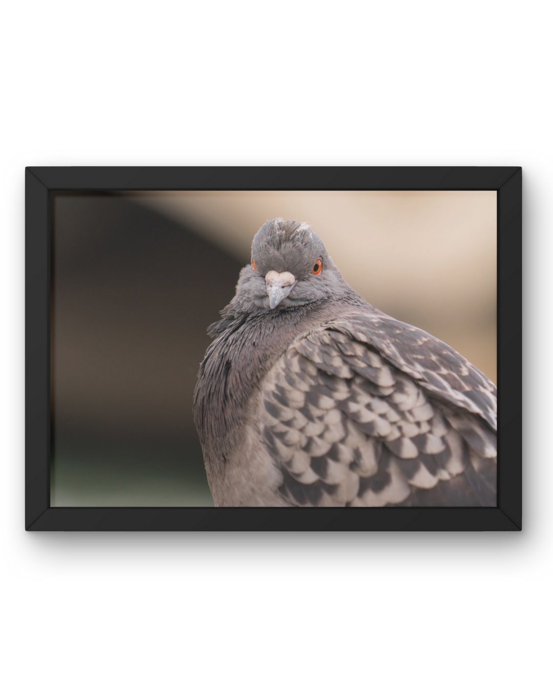 French Pigeon Landscape, France, Travel, Unframed Photography Print