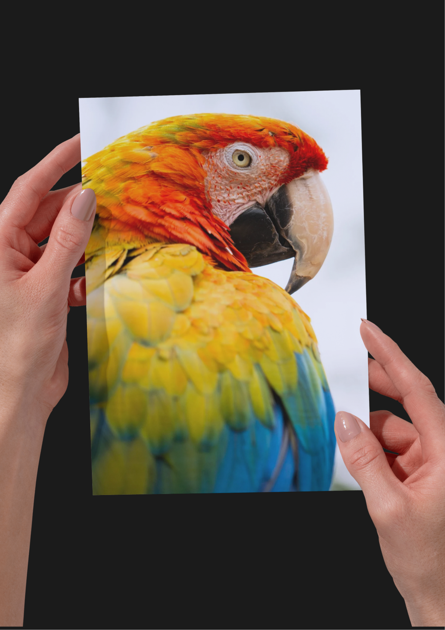 BUNDLE X4 Parrot Wildlife Print, Nature, Photography, Colourful Photographic Print