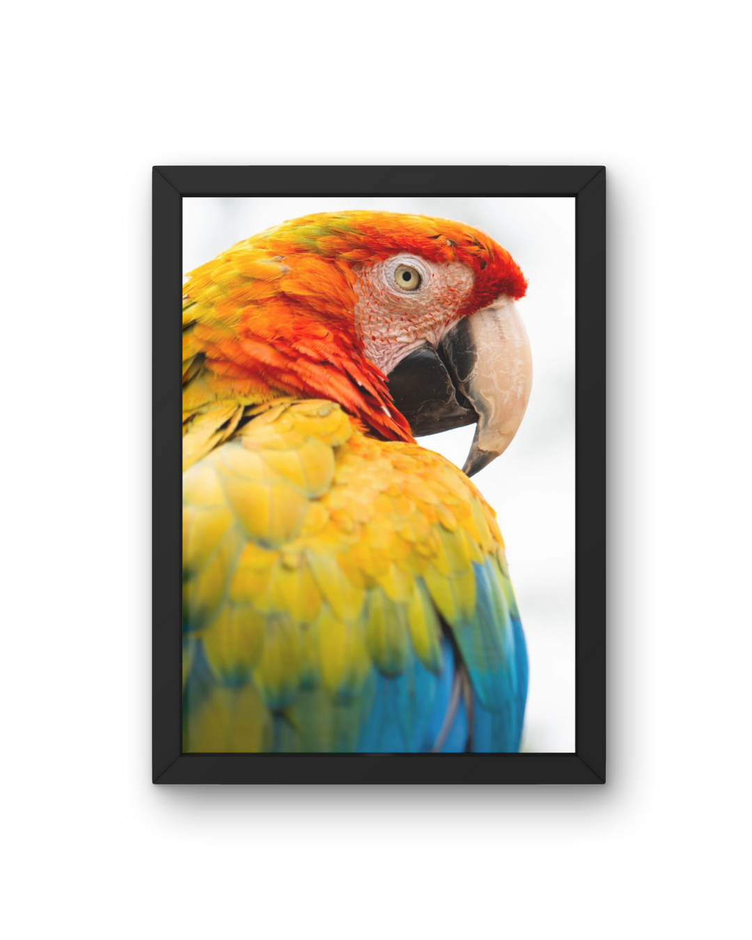 Close-Up Parrot Wildlife Print, Nature, Photography, Colourful Photographic Print