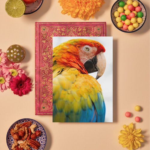 Close-Up Parrot Wildlife Print, Nature, Photography, Colourful Photographic Print