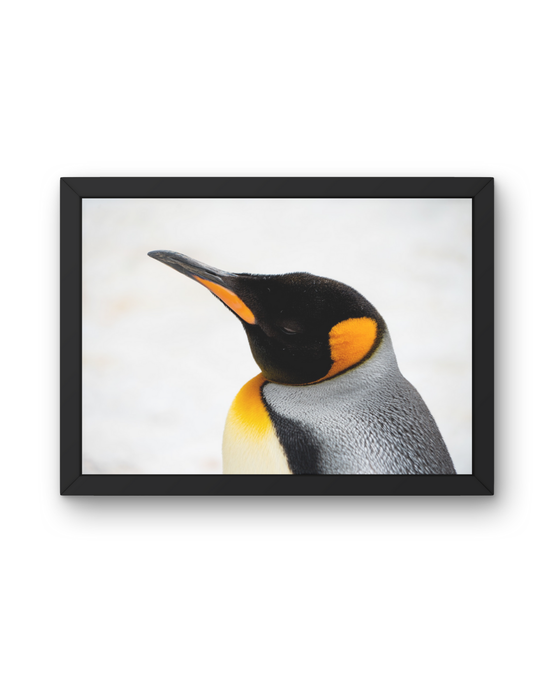 Landscape Penguin Wildlife Print, Nature, Photography, Photographic Print