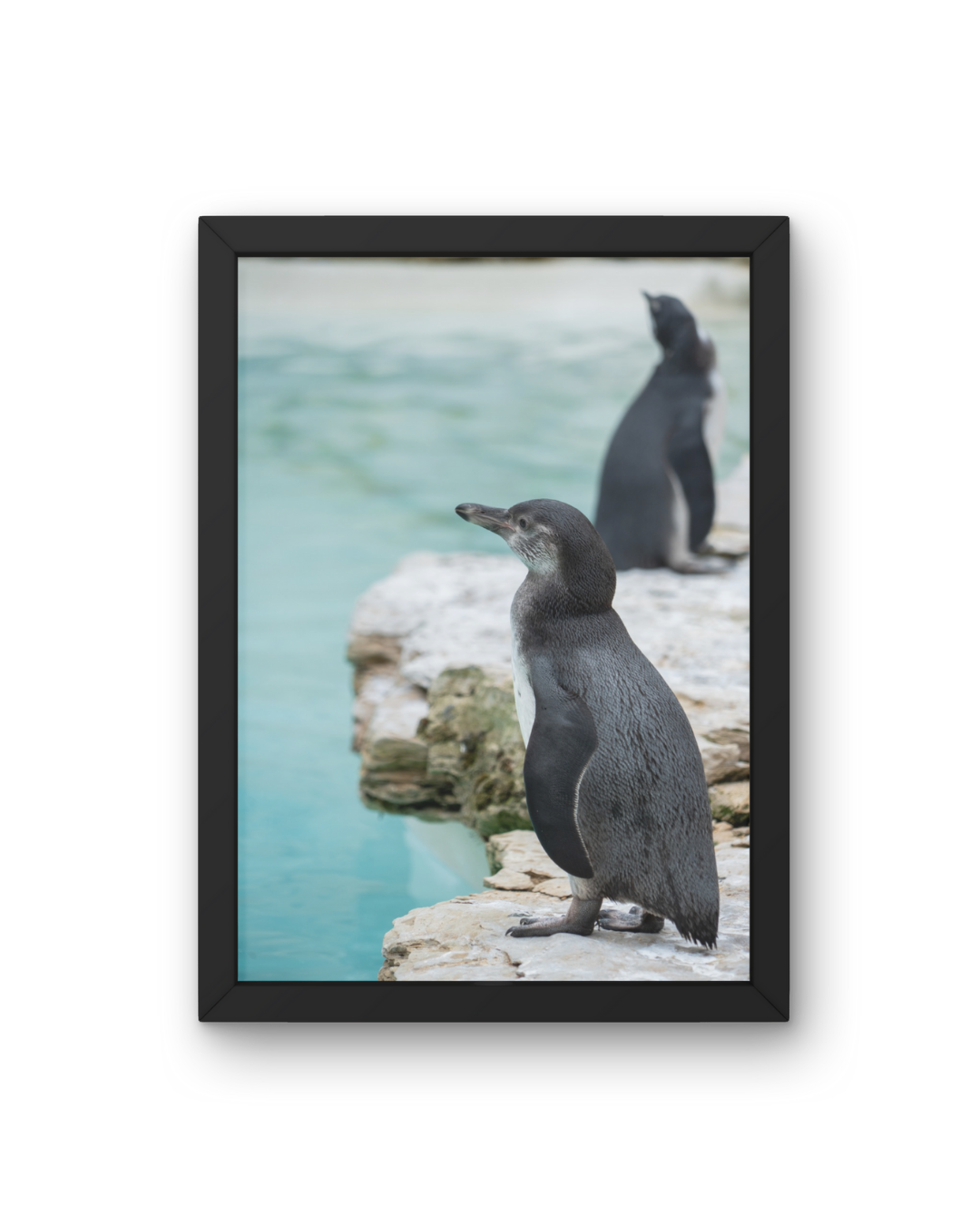 Oceanic Penguin Wildlife Print, Nature, Photography, Photographic Print