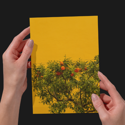 Italian Lemon and Orange Trees. Sorrento, Photography Print Unframed