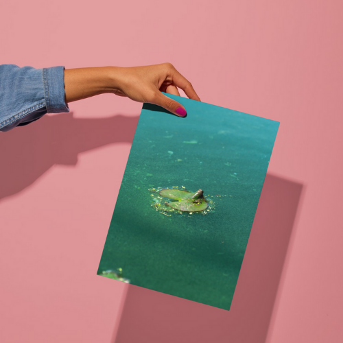 BUNDLE: 2 Lilypad Prints, Nature, Wildlife, Pond Water, Unframed Photography Print