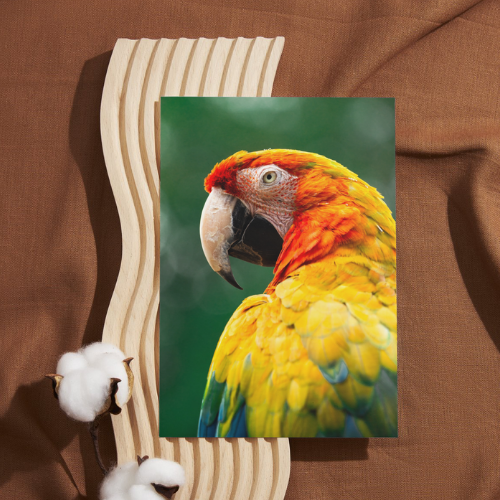 Peaceful Parrot Wildlife Print, Nature, Photography, Colourful Photographic Print