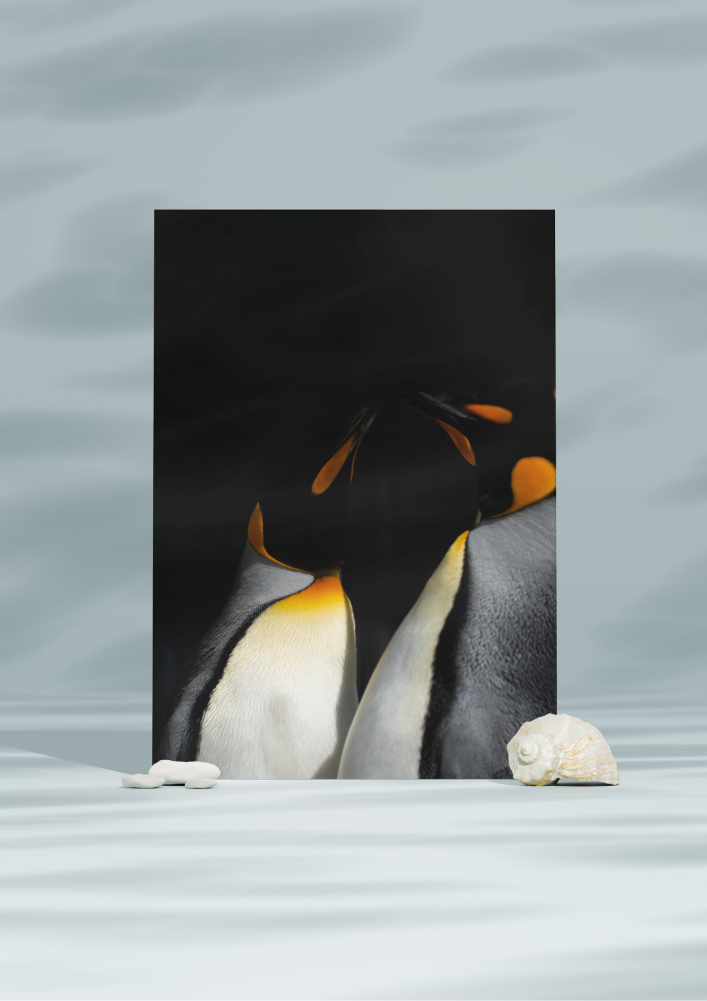 Penguin Wildlife Print, Nature, Photography, Photographic Print