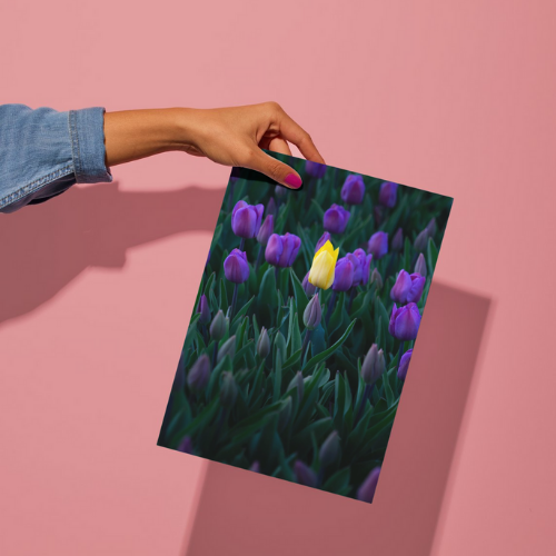 Yellow Tulip, Purple Flowers, Nature & Wildlife, Unframed Photography Print