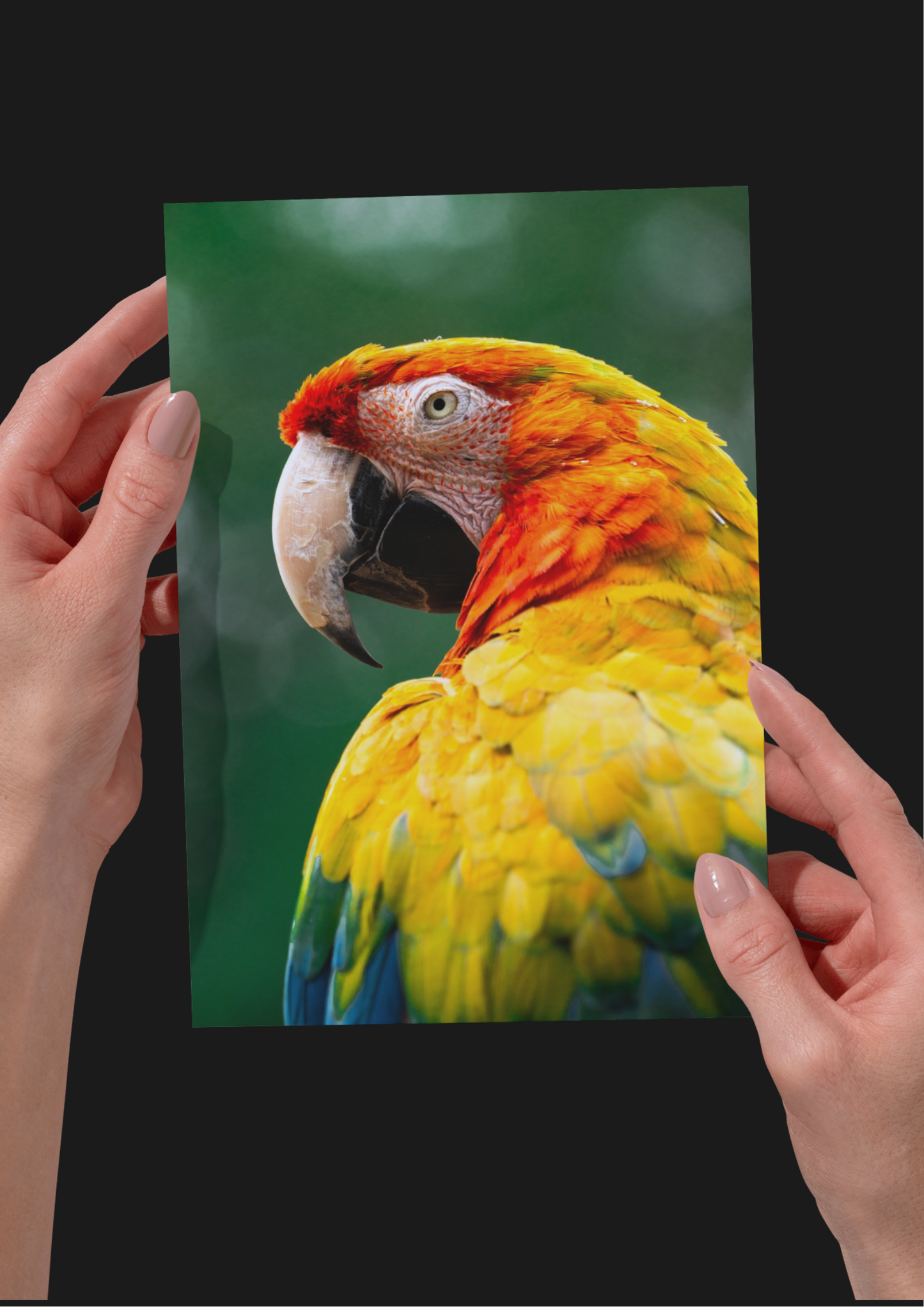 Peaceful Parrot Wildlife Print, Nature, Photography, Colourful Photographic Print