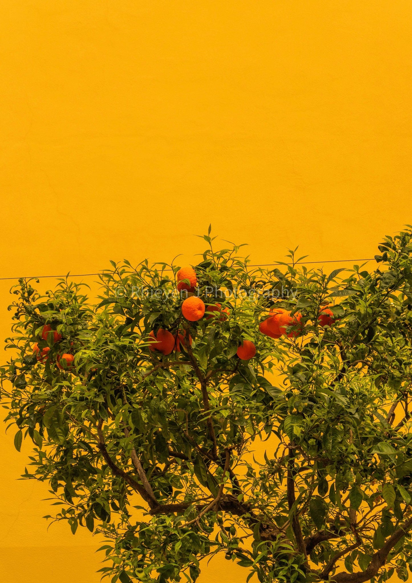 Italian Lemon and Orange Trees. Sorrento, Photography Print Unframed