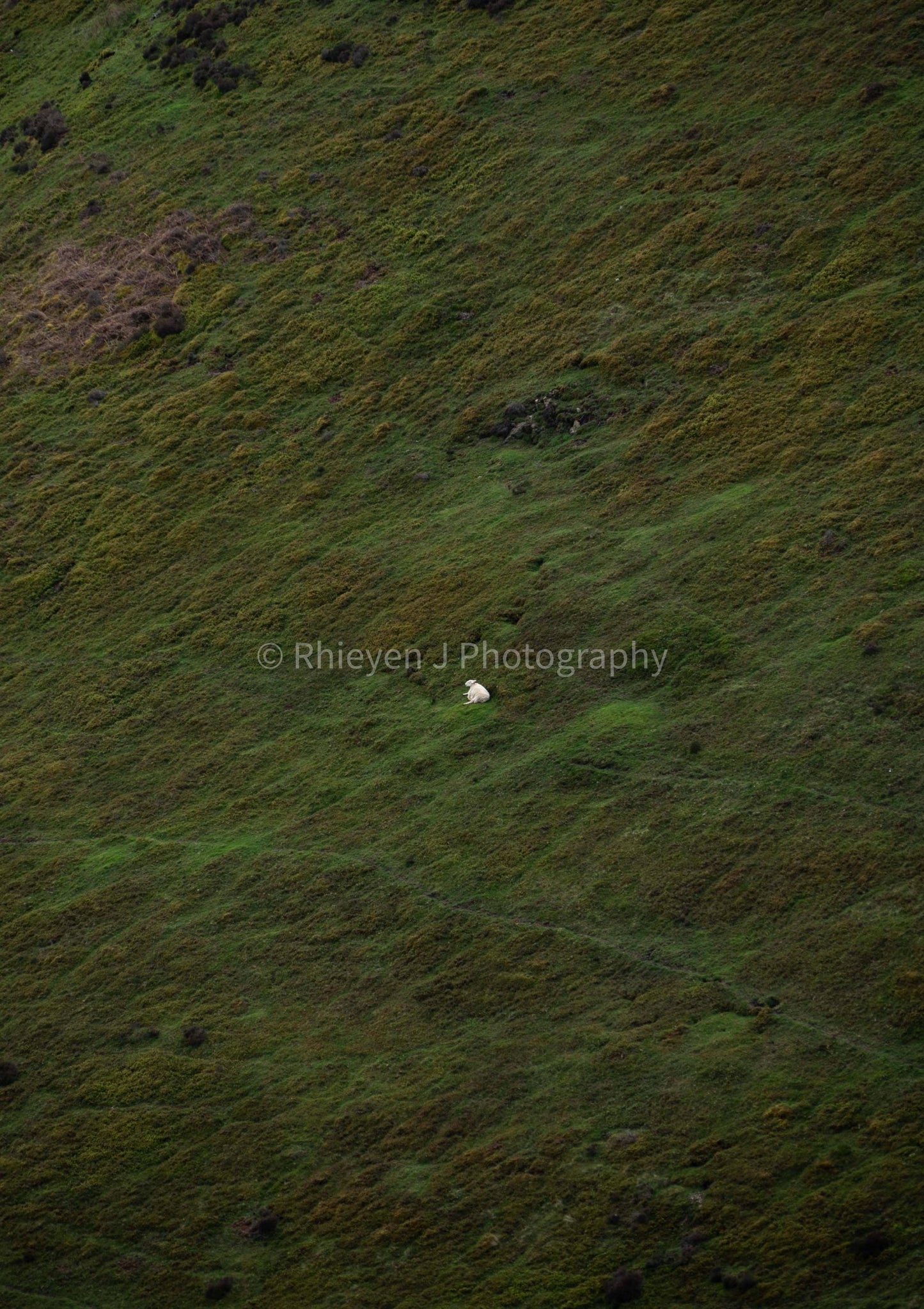 The Lonely Sheep, Mountain, Minimalistic Unframed Photography Print