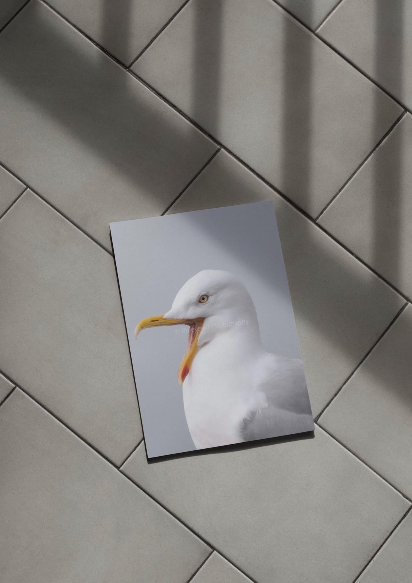 Seagull Print. Wildlife & Animal Unframed Photographic Print