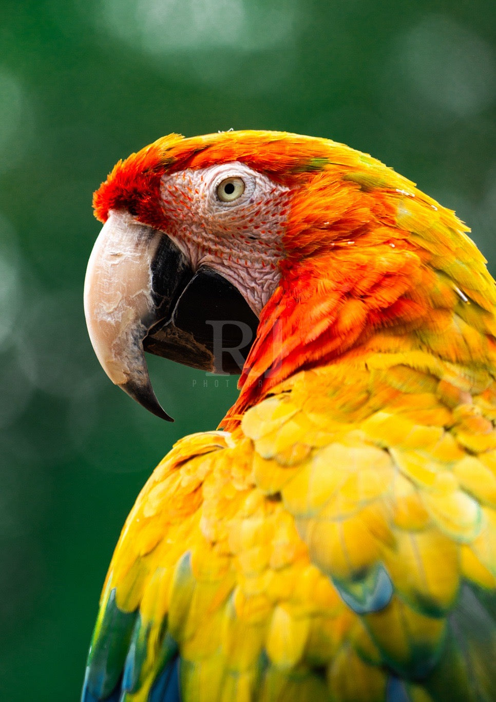 Peaceful Parrot Wildlife Print, Nature, Photography, Colourful Photographic Print