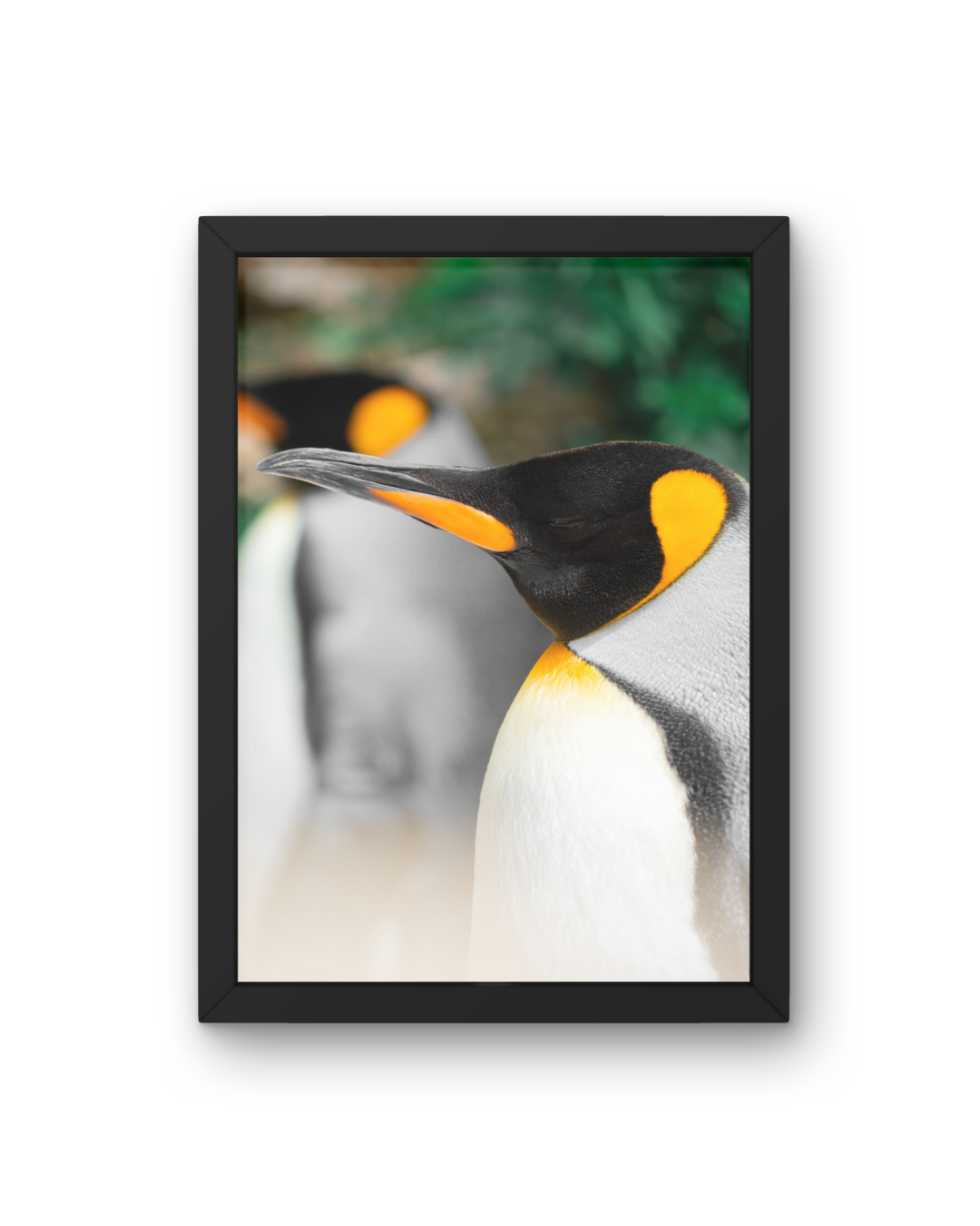 Penguin Wildlife Print, Nature, Photography, Photographic Print