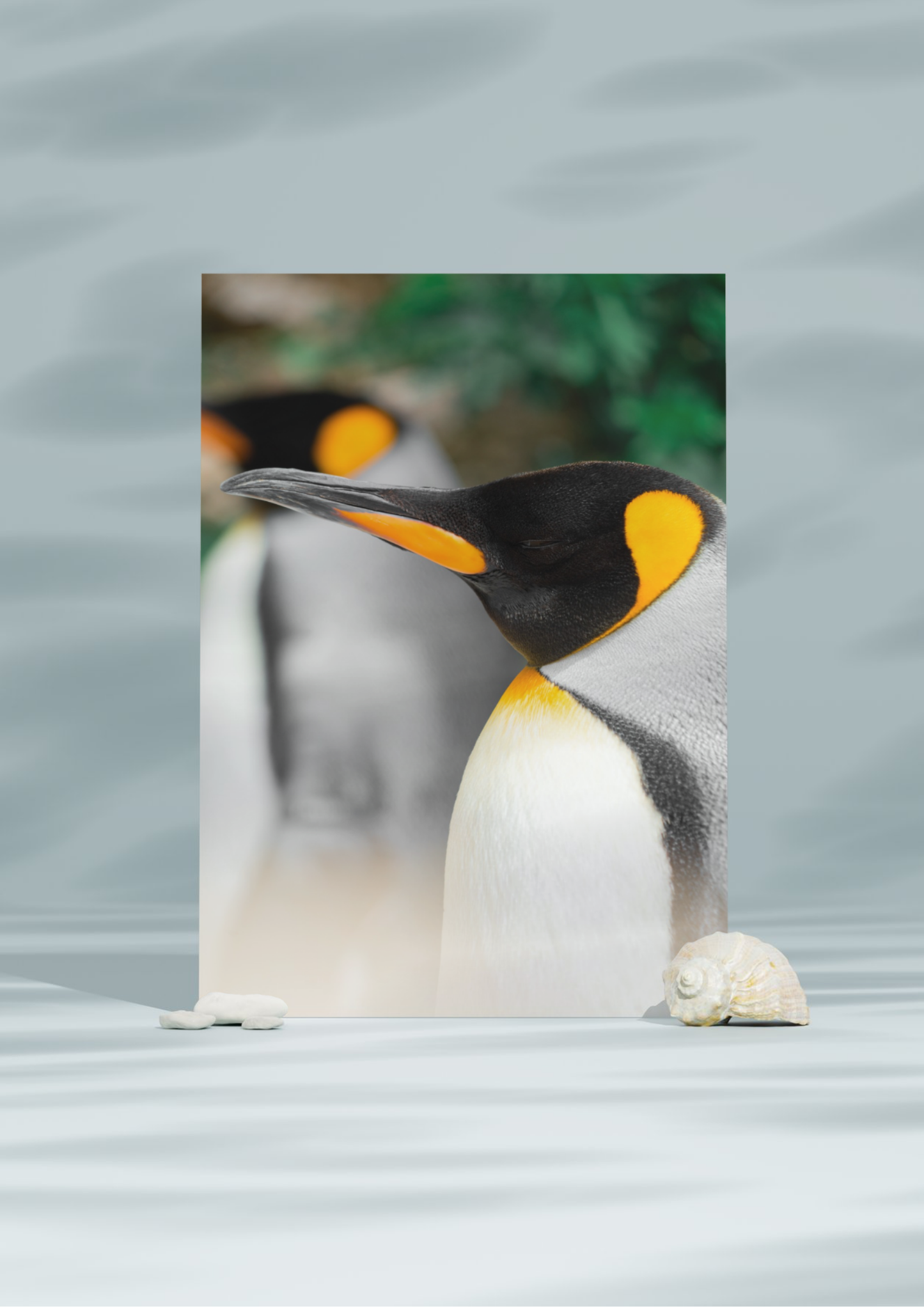 Penguin Wildlife Print, Nature, Photography, Photographic Print