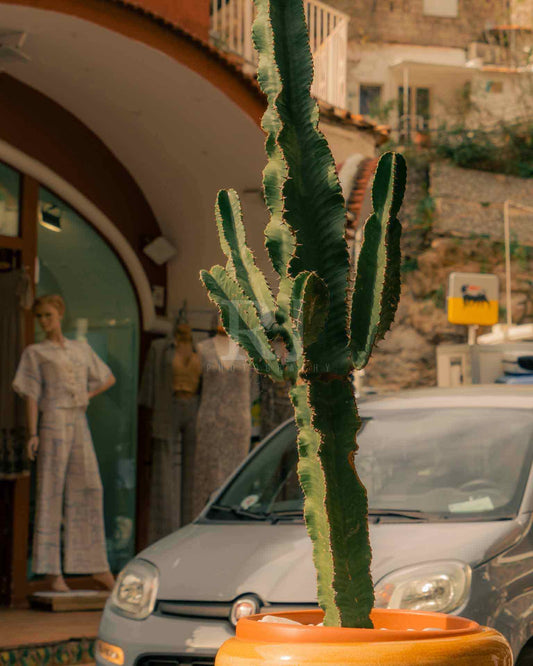 Plants of Positano, Italian Architecture, Photography Print Unframed