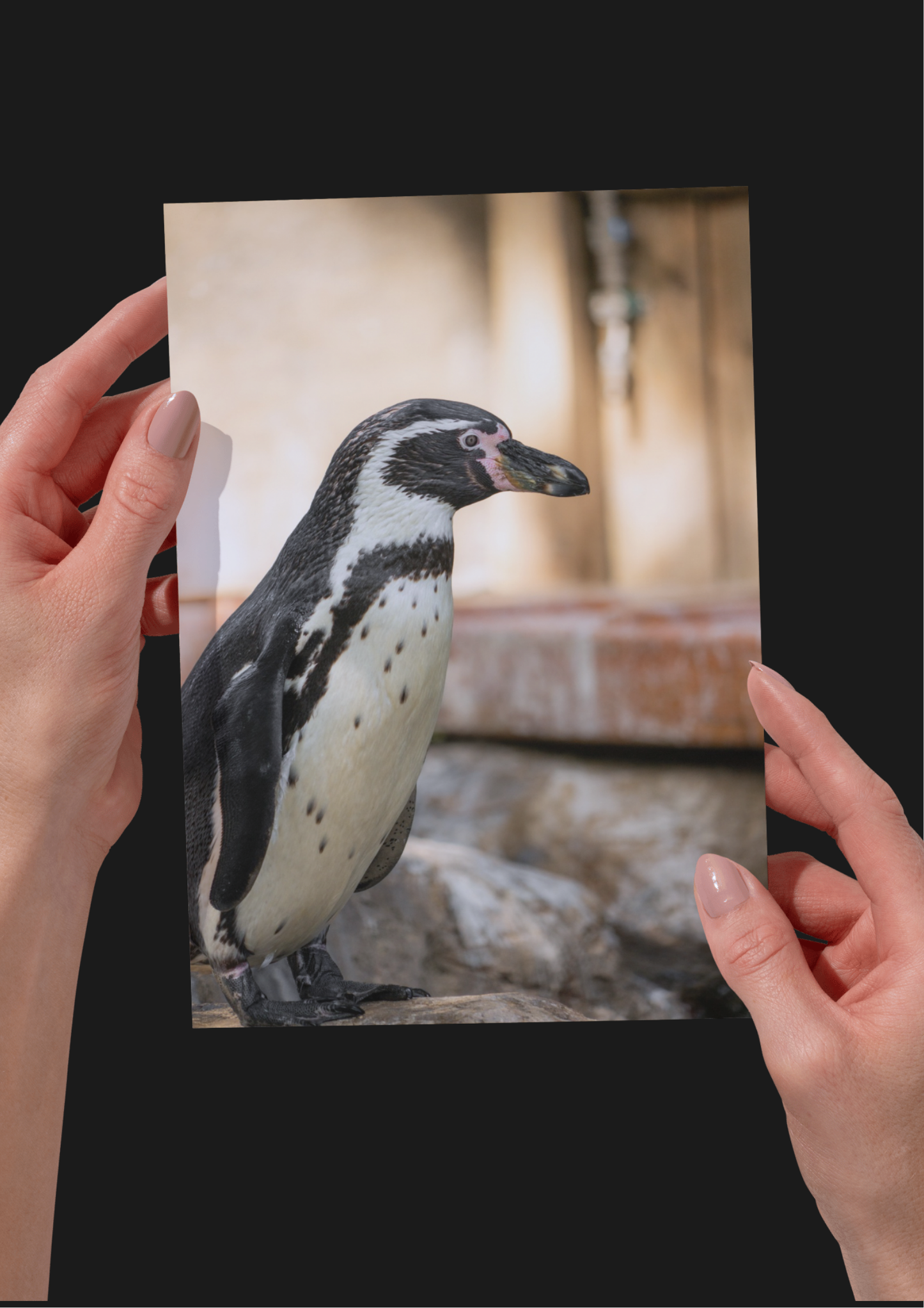 Penguin Wildlife Print, Nature, Photography, Photographic Print