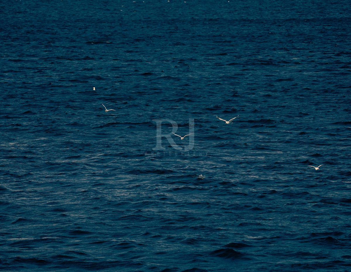 Norwegian Fjords Landscape, Oslo City, Unframed Photography Print
