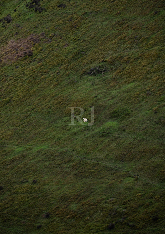 The Lonely Sheep, Mountain, Minimalistic Unframed Photography Print