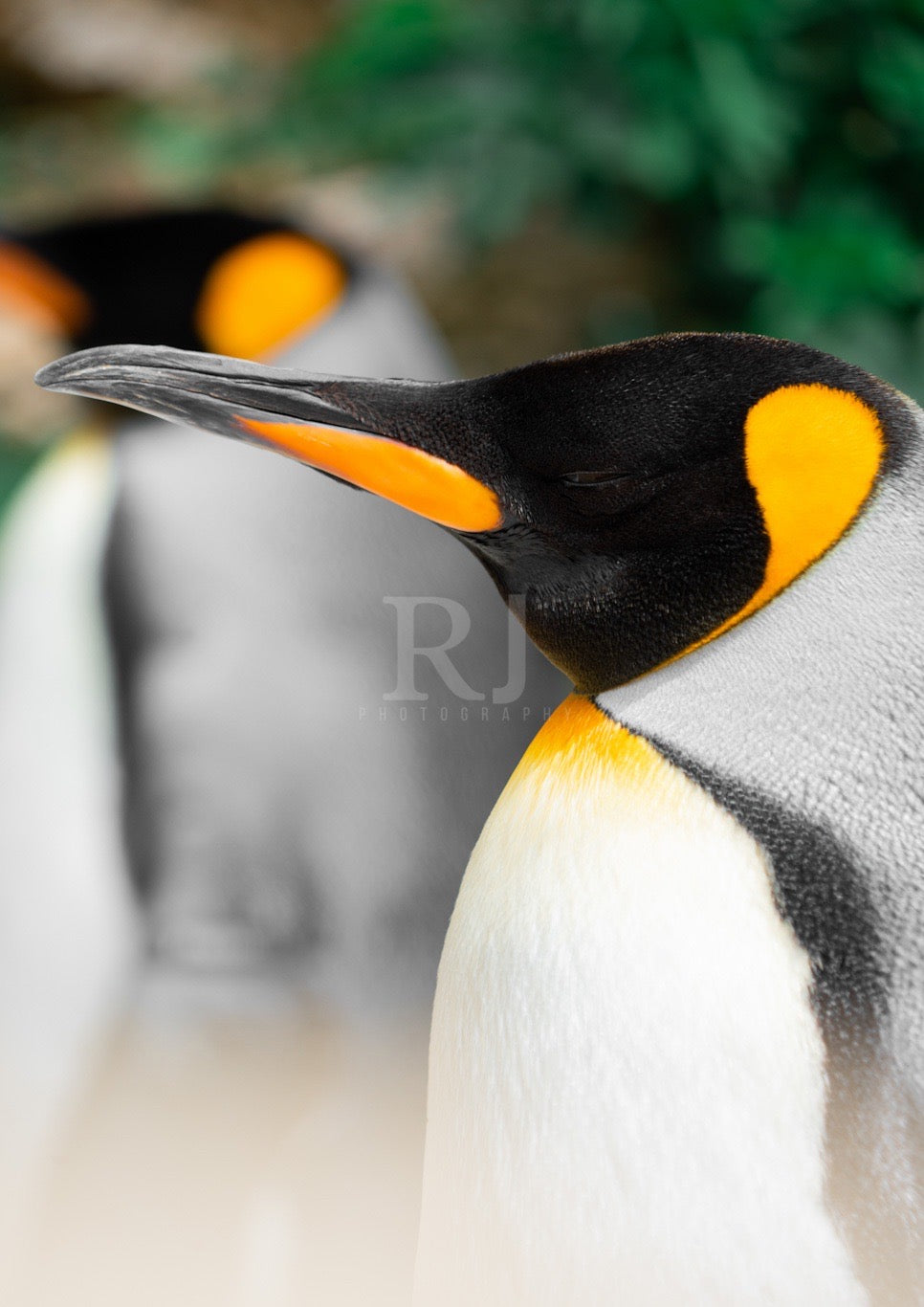 Penguin Wildlife Print, Nature, Photography, Photographic Print