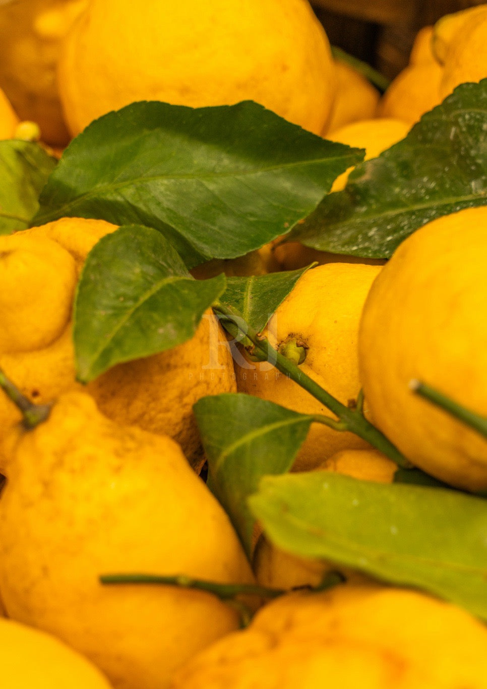 Lemons, Limincello Photography Print, Unframed Italian Print