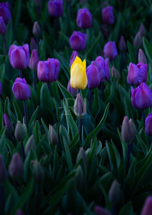 Yellow Tulip, Purple Flowers, Nature & Wildlife, Unframed Photography Print