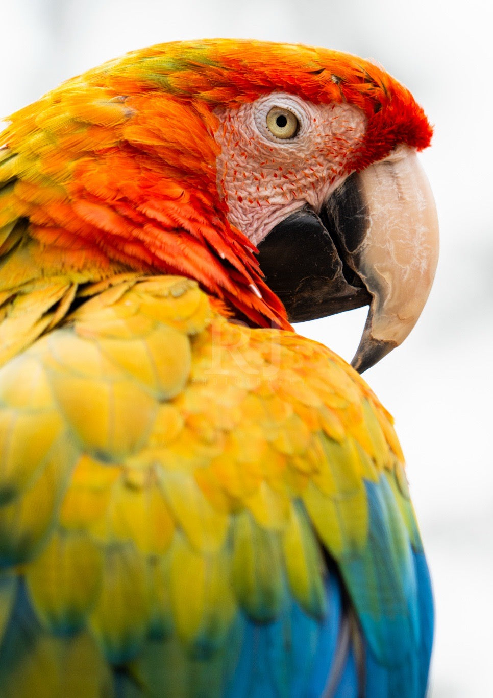 BUNDLE X4 Parrot Wildlife Print, Nature, Photography, Colourful Photographic Print