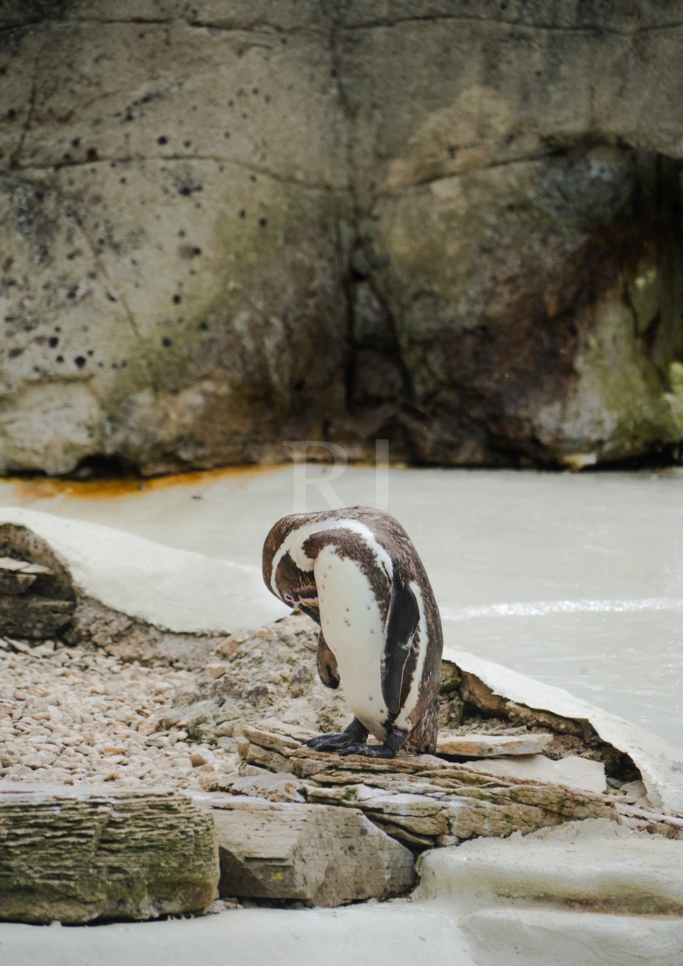 Penguin Wildlife Print, Nature, Photography, Photographic Print