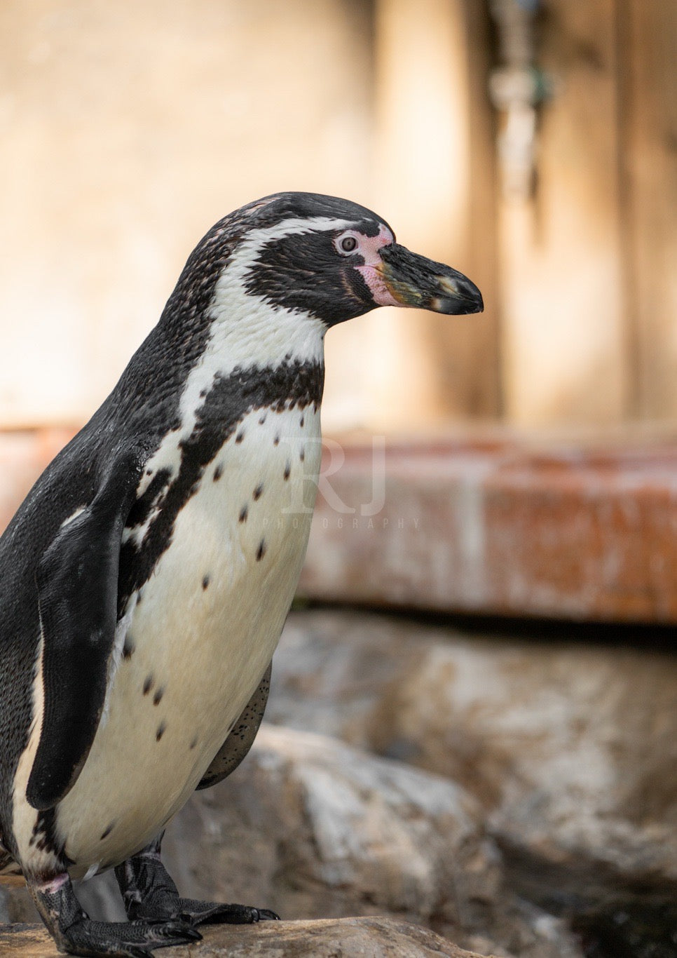 Penguin Wildlife Print, Nature, Photography, Photographic Print
