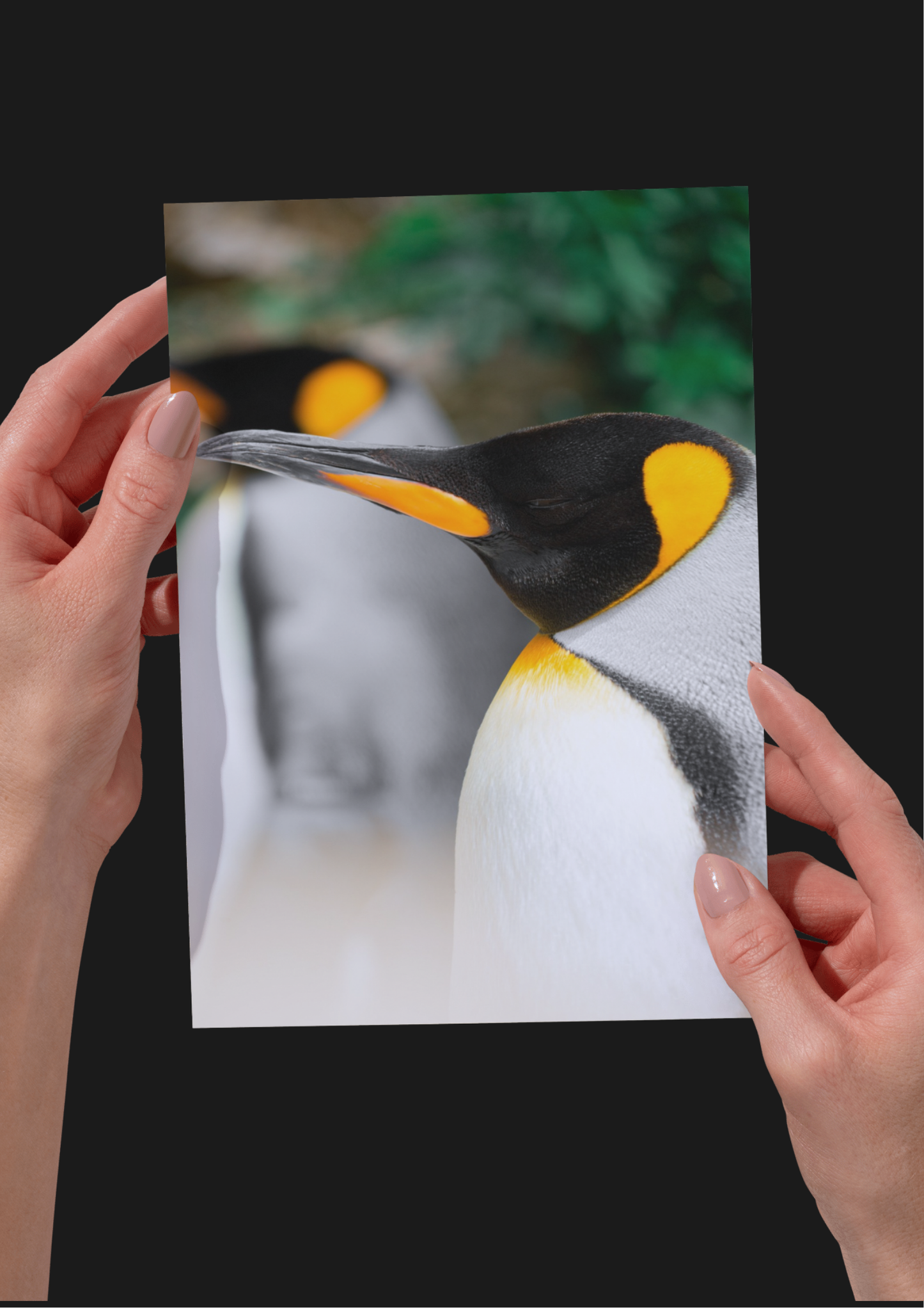 Penguin Wildlife Print, Nature, Photography, Photographic Print