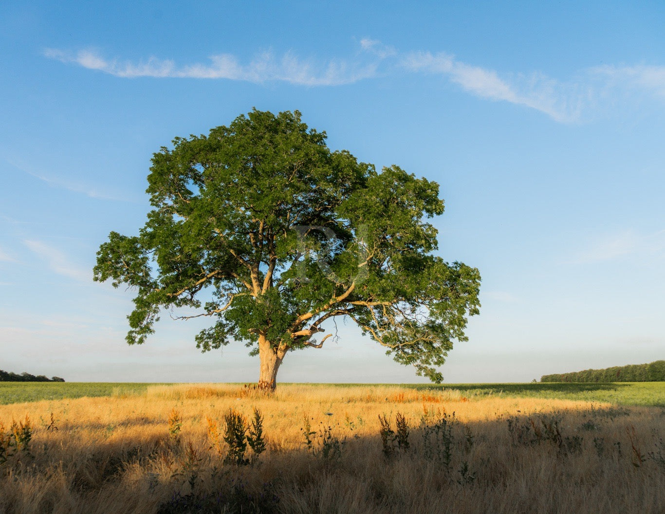 BUNDLE X3: Cotswolds Landscape, Nature & Wildlife, Unframed Photography Prints