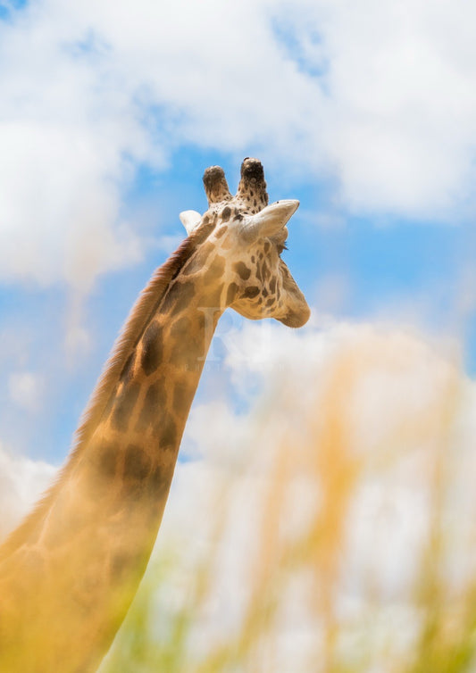 EXCLUSIVE BUNDLE X4 Giraffe Wildlife Print, Nature, Photography, Safari Photographic Print