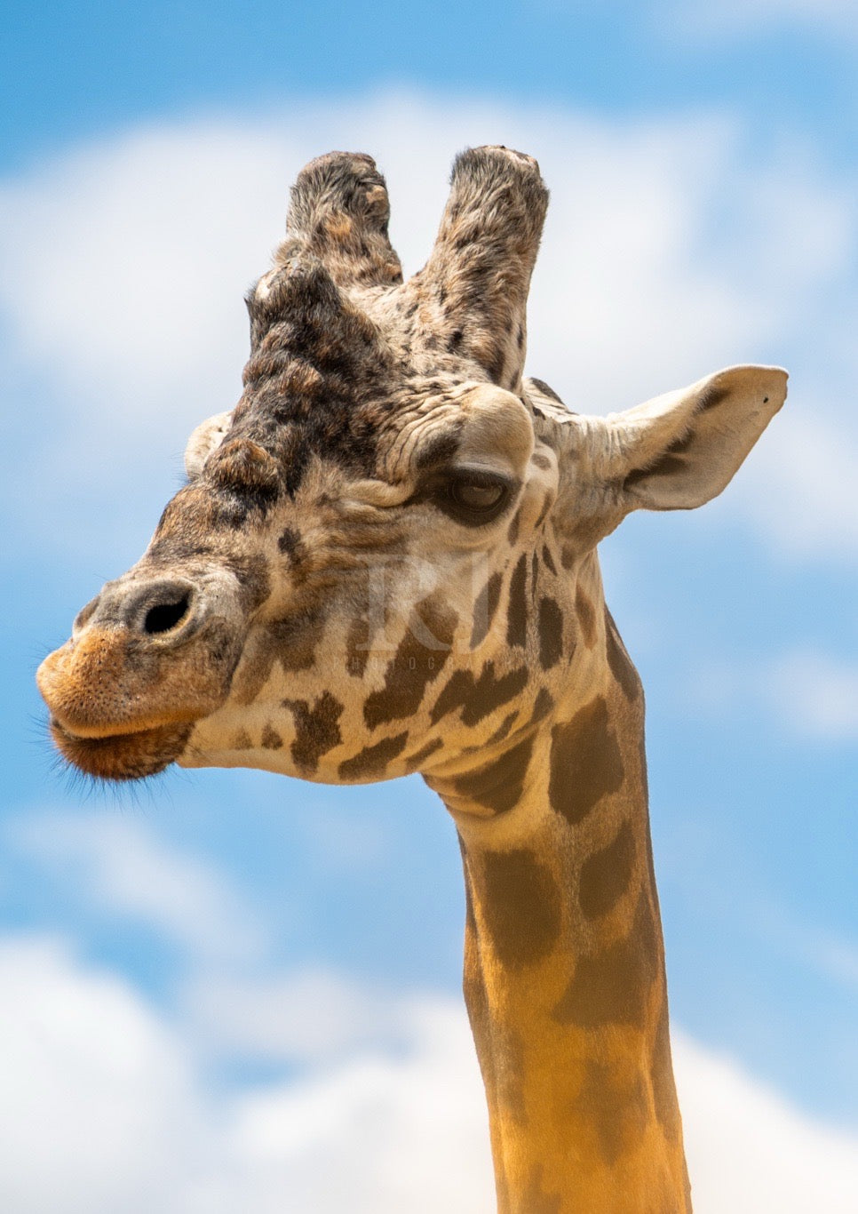 EXCLUSIVE BUNDLE X4 Giraffe Wildlife Print, Nature, Photography, Safari Photographic Print