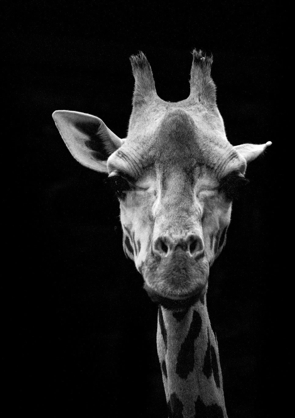 Giraffe Photography Print, Black and White, Animal Unframed Photography Print