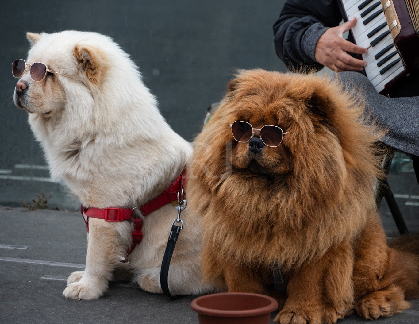 Paris Dogs, France, Travel, Unframed Photography Print