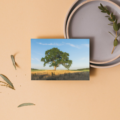 BUNDLE X3: Cotswolds Landscape, Nature & Wildlife, Unframed Photography Prints