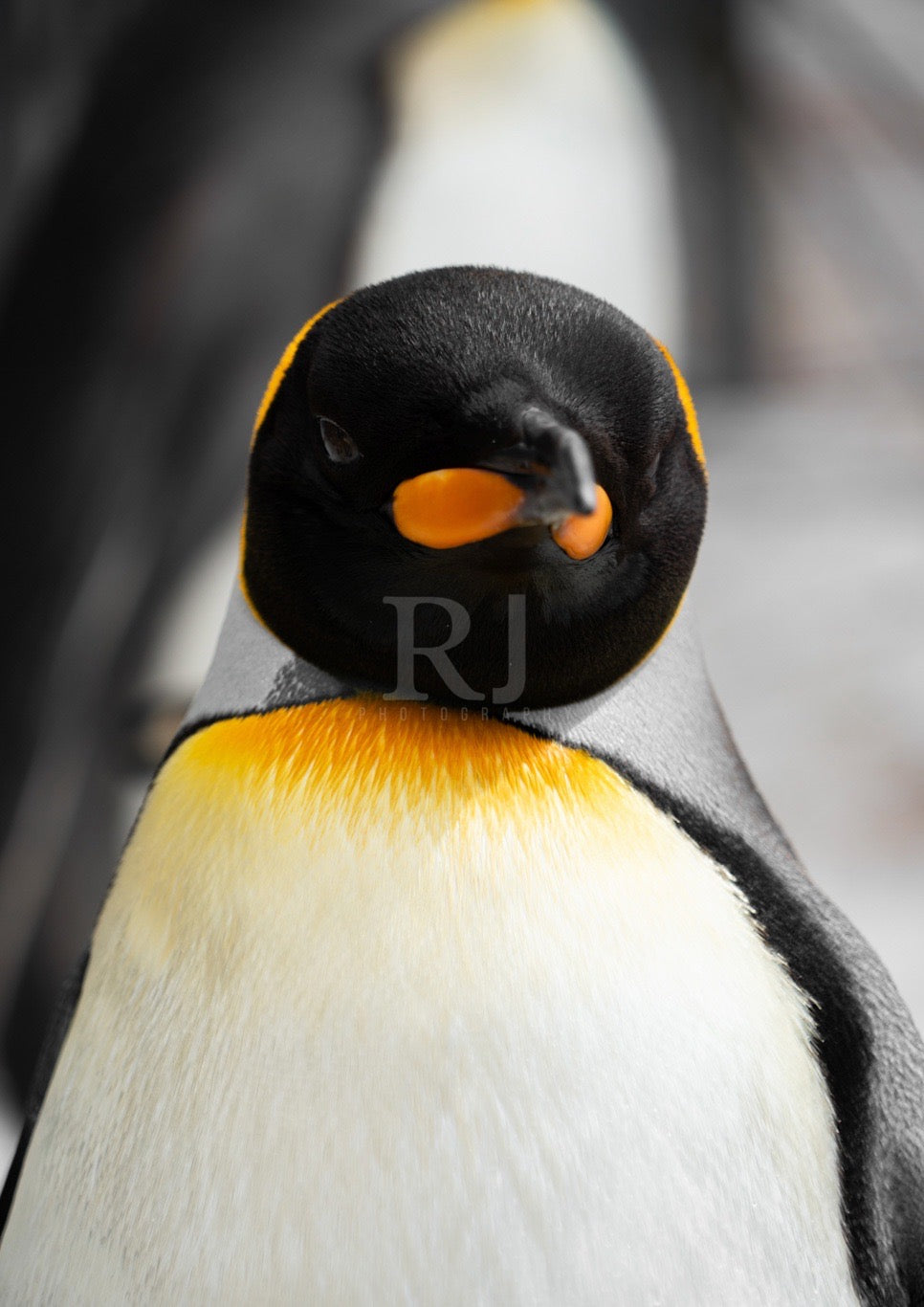 Penguin Wildlife Print, Nature, Photography, Photographic Print