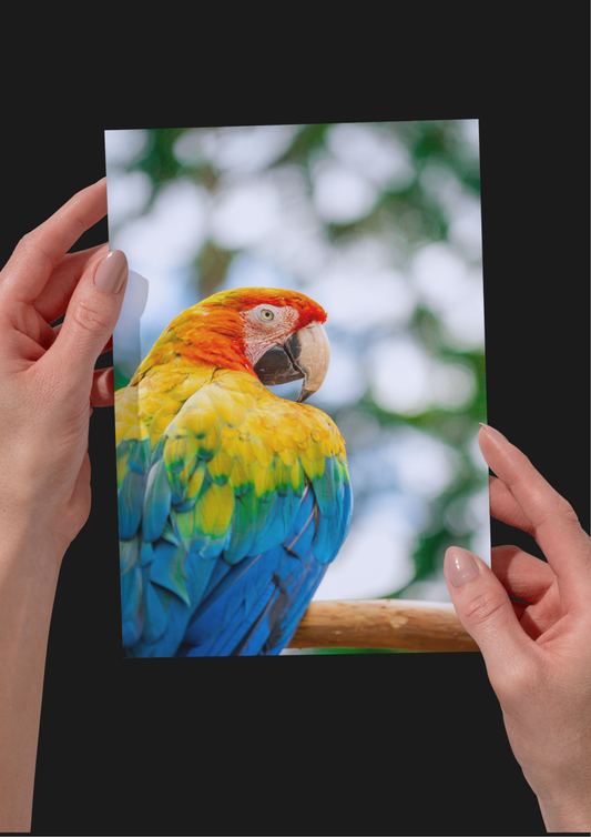 Parrot Wildlife Print, Nature, Photography, Colourful Photographic Print
