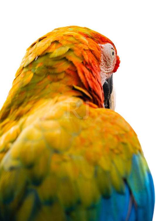 Close-Up Parrot Wildlife Print, Nature, Photography, Colourful Photographic Print